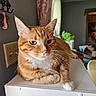 animal, cabinet, cat, close_up, ears, furniture, green_eyes, home, indoors, lying_down, orange_cat, pet, portrait, relaxed, sitting, striped_fur, tabby, whiskers, white_chest, white_paw