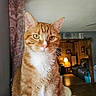 Cj joined the competition — help win amazing prizes! animal, cat, closeup, cozy, curtain, ears, green_eyes, home, indoor, lamp, living_room, orange_cat, pet, photography, portrait, sitting, tabby, whiskers, white_chest, wooden_furniture