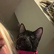 Charlotte is registered to the contest to win money with this photo: alert, animal, black_cat, black_fur, cat, close_up, curious, feline, furniture, home, indoors, pet, pink_collar, pointed_ears, portrait, selfie, shelf, vertical_photo, whiskers, wide_eyed