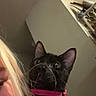alert, animal, black_cat, black_fur, cat, close_up, curious, feline, furniture, home, indoors, pet, pink_collar, pointed_ears, portrait, selfie, shelf, vertical_photo, whiskers, wide_eyed