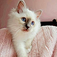 Azure a rejoint le concours — aidez-le/la à gagner de superbes lots ! kitten, cat, blue_eyes, fluffy, white_fur, pet, animal, cute, soft_blanket, pink_background, indoor, young_cat, portrait, feline, whiskers, ears, paw, cozy, domestic_cat, curious