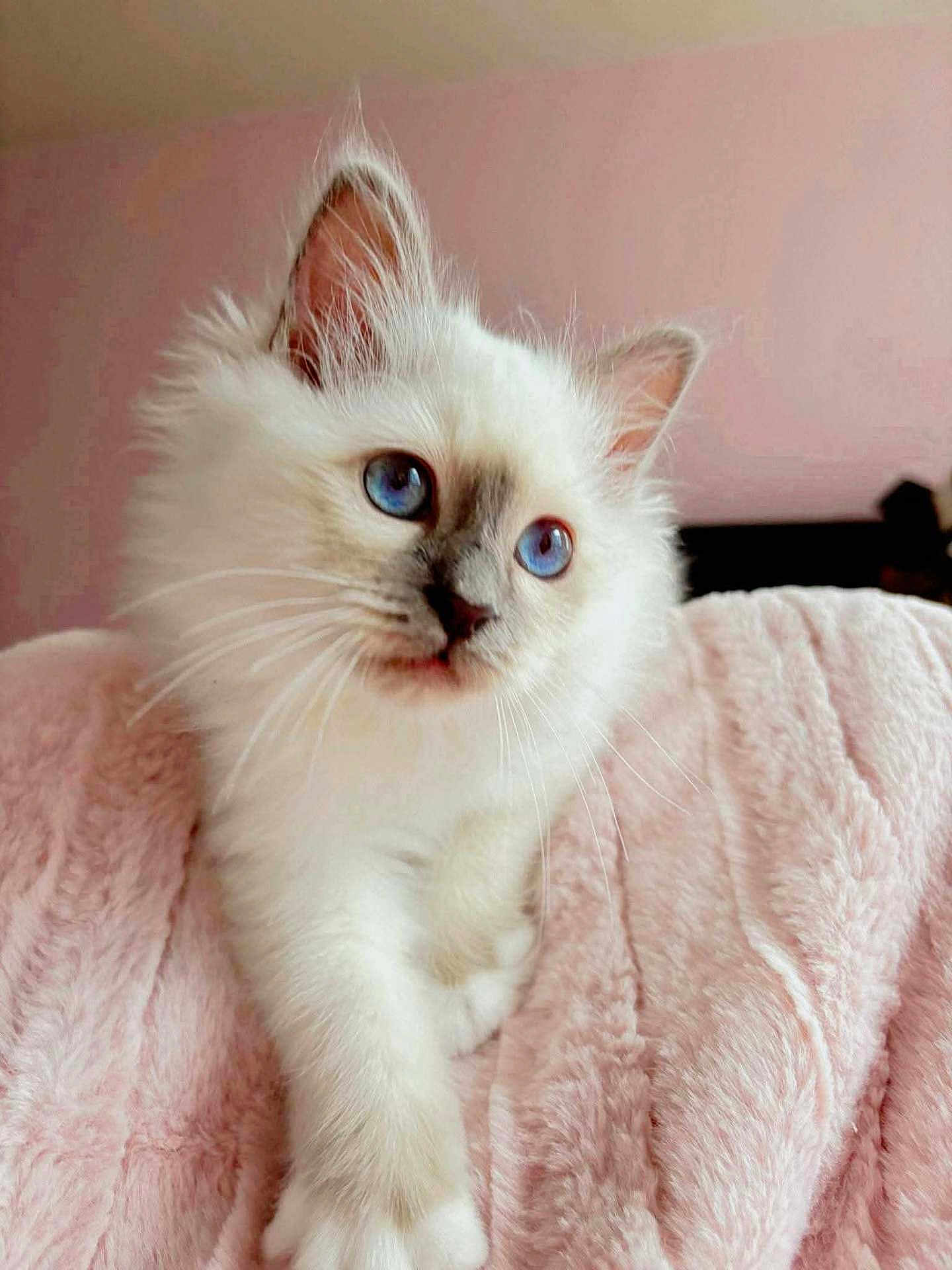 Azure a rejoint le concours — aidez-le/la à gagner de superbes lots ! kitten, cat, blue_eyes, fluffy, white_fur, pet, animal, cute, soft_blanket, pink_background, indoor, young_cat, portrait, feline, whiskers, ears, paw, cozy, domestic_cat, curious