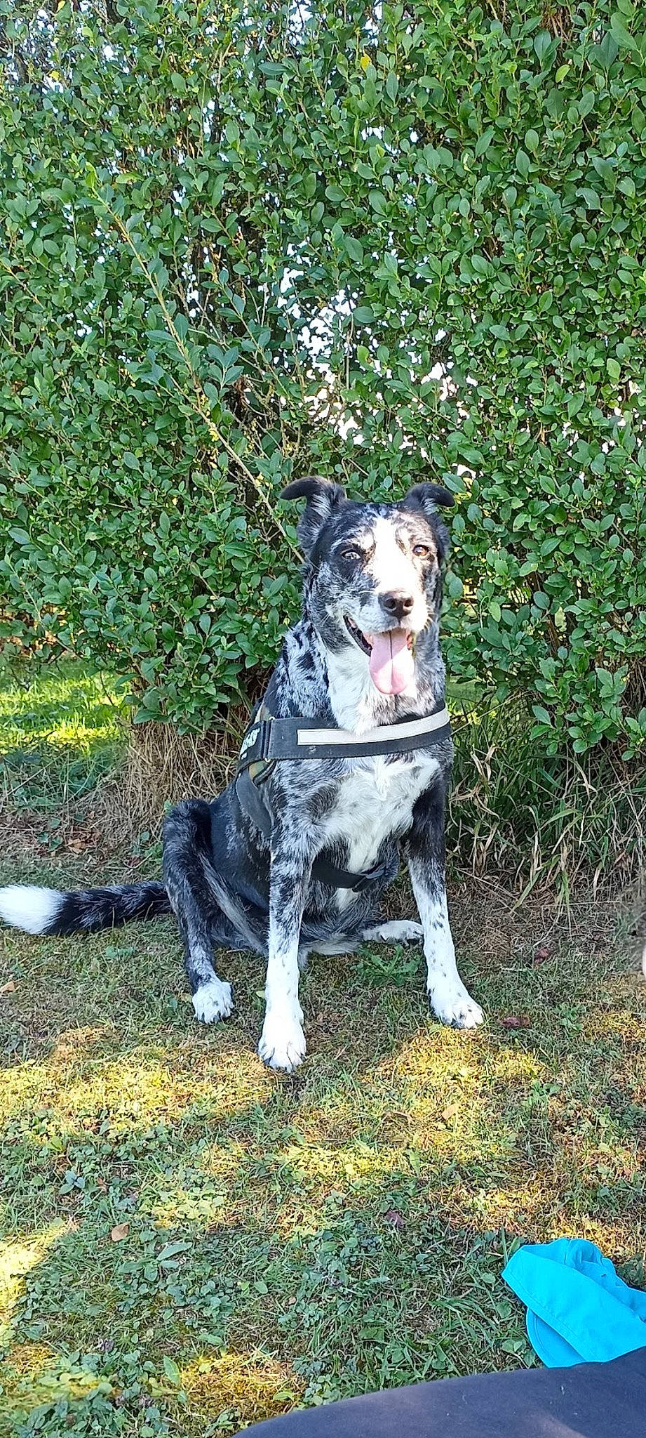 Loup a rejoint le concours — aidez-le/la à gagner de superbes lots ! adventure, canidae, carnivore, companion_dog, dalmatian, dog, dog_breed, dog_collar, fawn, grass, groundcover, herding_dog, plant, recreation, snout, sporting_group, tail, tree, whiskers, working_animal