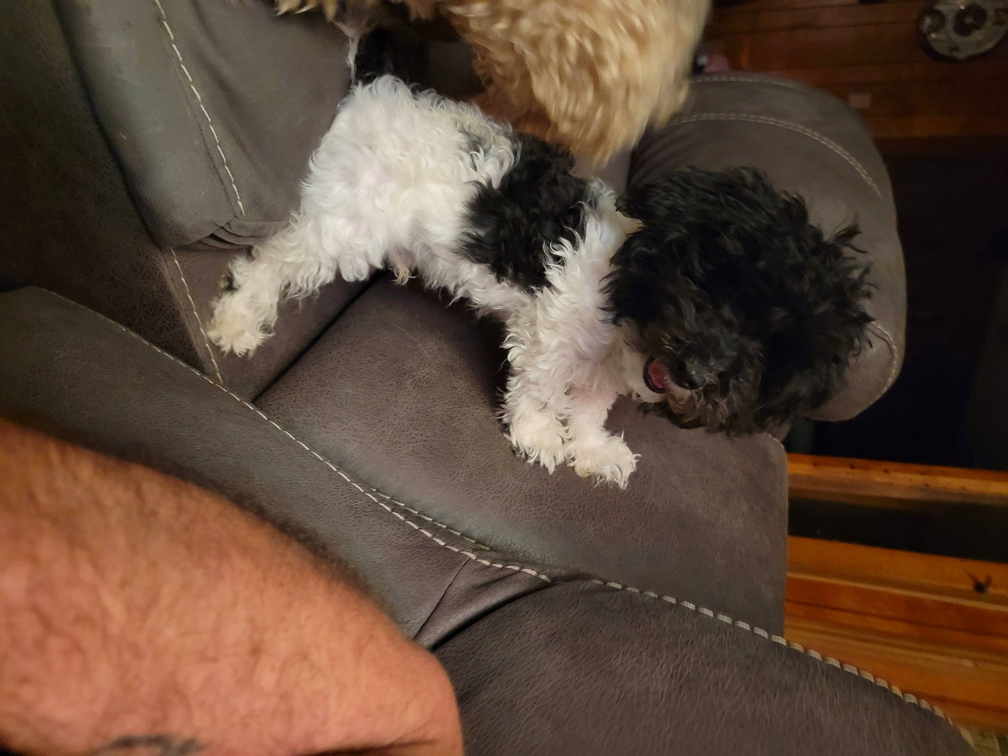 Mackey joined the competition — help win amazing prizes! canidae, car_seat, carnivore, comfort, companion_dog, dog, dog_breed, felidae, foot, fur, human_leg, labradoodle, paw, small_to_medium_sized_cats, snout, sporting_group, tail, terrier, toy, toy_dog