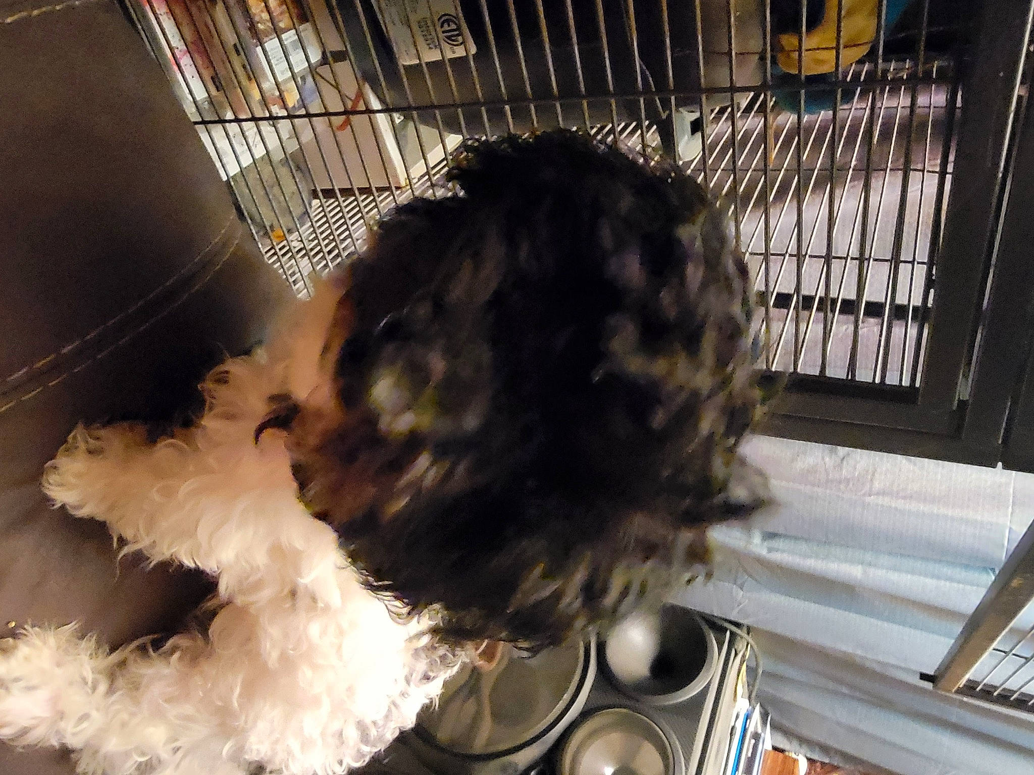 Mackey is registered to the contest to win money with this photo: animal_shelter, cage, canidae, carnivore, companion_dog, dog, dog_breed, dog_crate, dog_supply, fur, liver, non_sporting_group, pet_supply, puppy, small_terrier, snout, sporting_group, tail, terrier, toy_dog