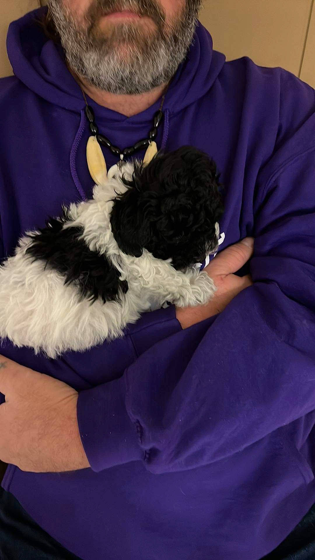 Mackey is registered to the contest to win money with this photo: beard, canidae, carnivore, comfort, companion_dog, dog, dog_breed, electric_blue, felidae, fur, hat, lap, puppy_love, sitting, sleeve, sporting_group, sunglasses, t_shirt, toy, toy_dog