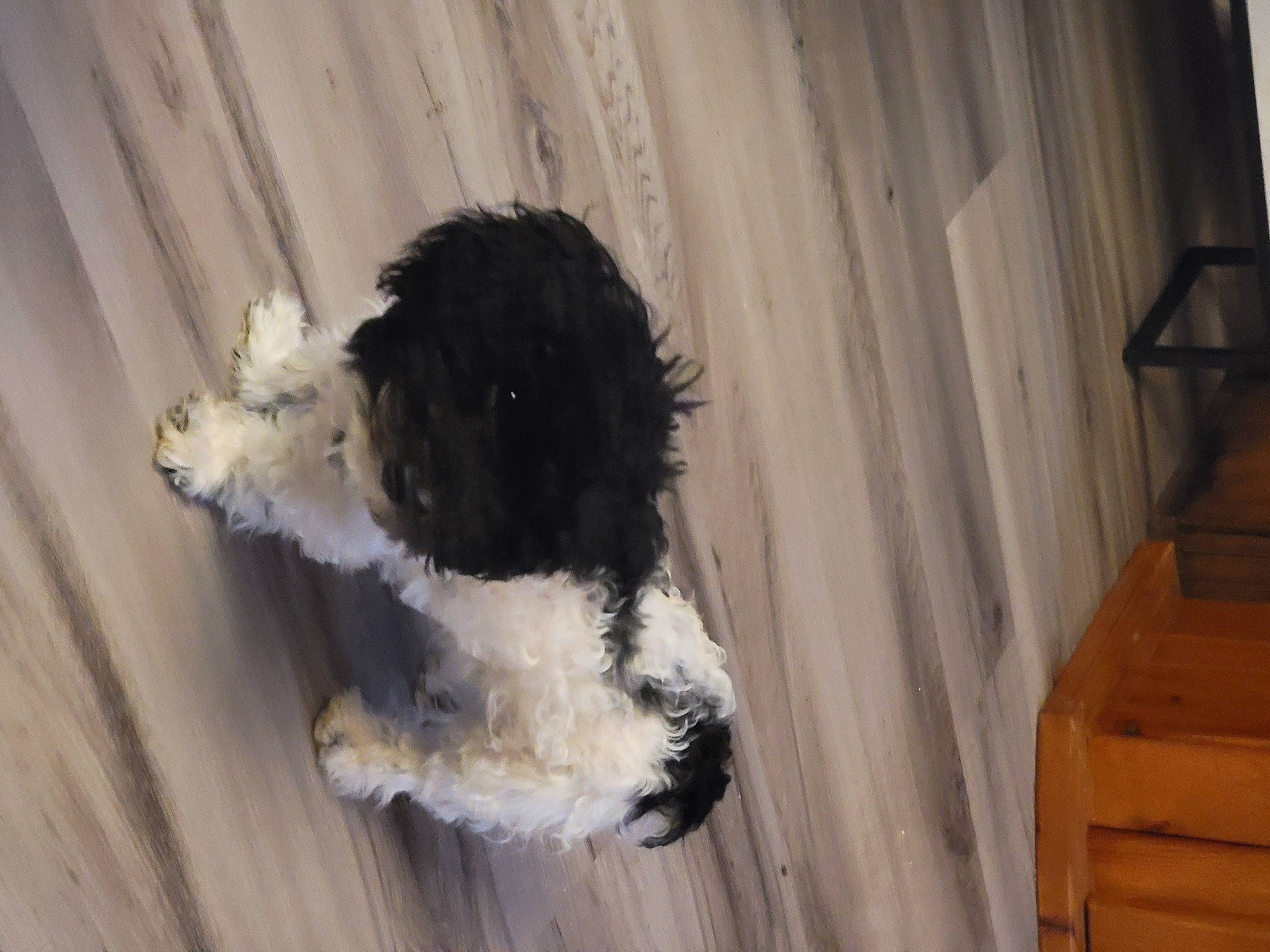 Mackey joined the competition — help win amazing prizes! canidae, carnivore, companion_dog, dog, dog_breed, fur, gun_dog, hardwood, non_sporting_group, pet_supply, snout, spaniel, sporting_group, tail, terrier, toy_dog, varnish, water_dog, wood, working_animal