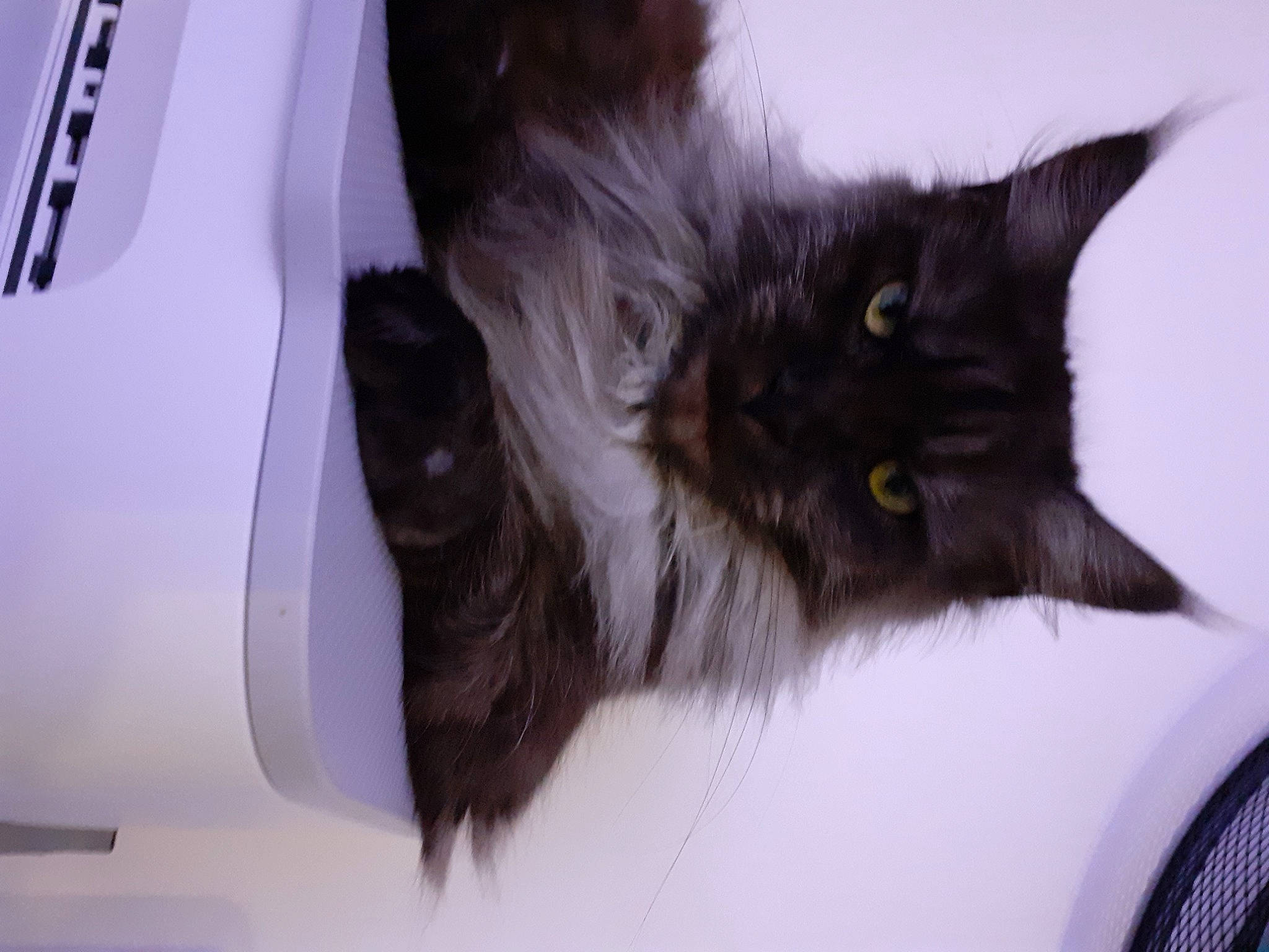 Shannel participe au concours pour gagner de l'argent avec cette photo : black_cat, box, carnivore, cat, claw, domestic_short_haired_cat, felidae, flooring, fur, paw, small_to_medium_sized_cats, tail, terrestrial_animal, whiskers