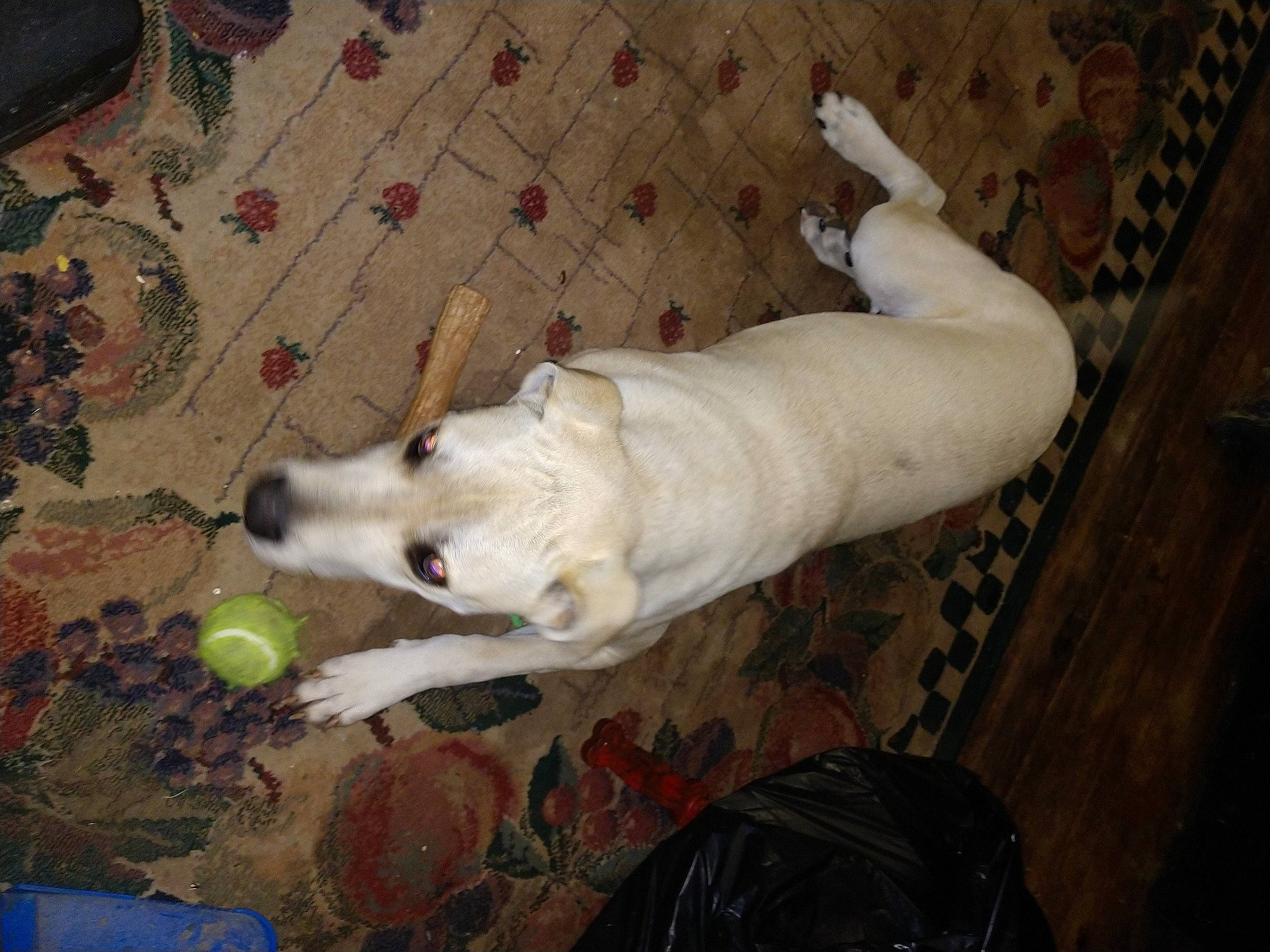 Yankee Doodle joined the competition — help win amazing prizes! canidae, carnivore, companion_dog, dog, dog_breed, guard_dog, mammal, sporting_group