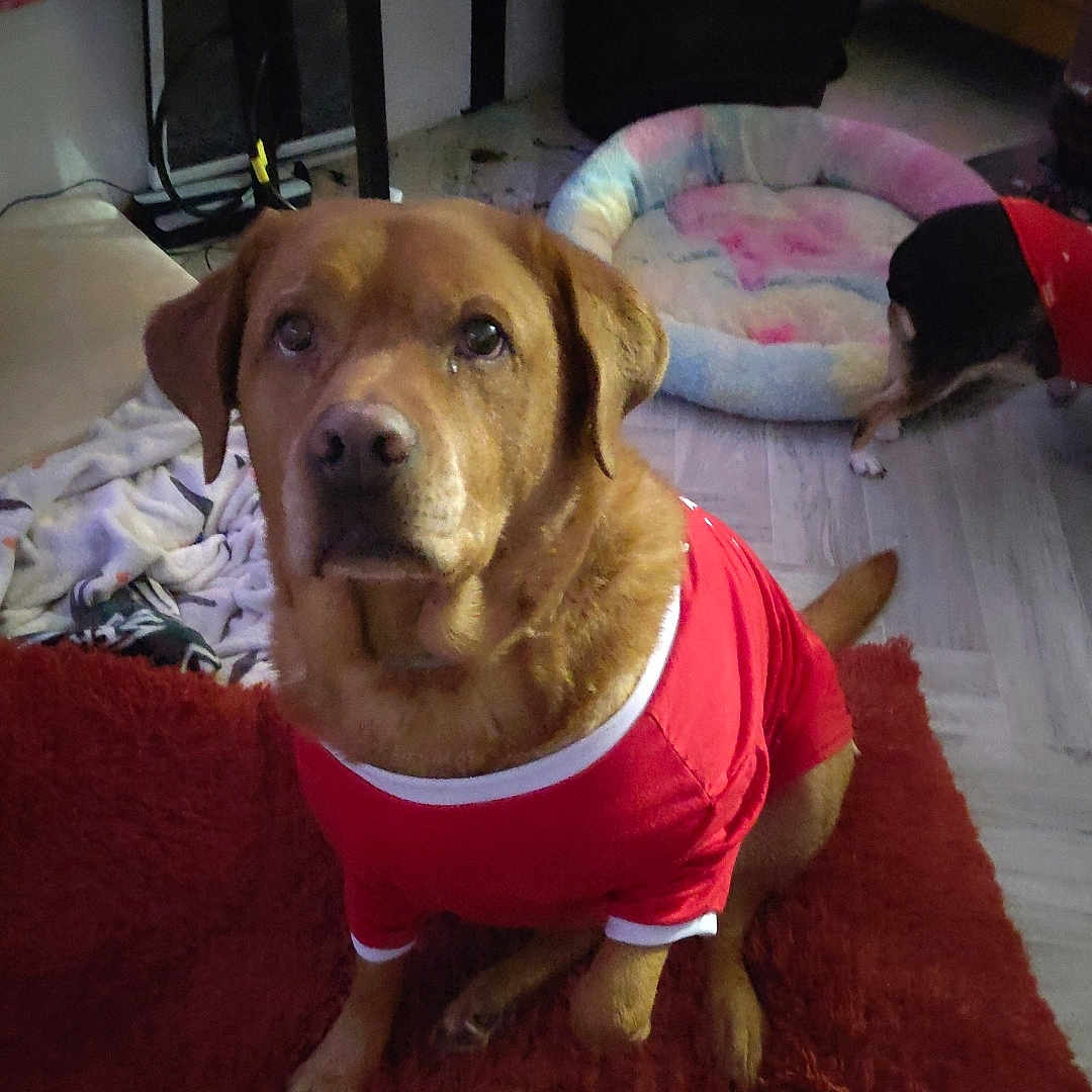 Harley joined the competition — help win amazing prizes! animal, blanket, brown_dog, canine, companion, cozy, cute, dog, domestic, ears, floor, furniture, home, indoor, living_room, pet_bed, red_shirt, rug, seated, tail