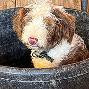 Stitch joined the competition — help win amazing prizes! dog, canine, pet, brown_and_white, shaggy, fluffy, long_hair, scruffy, portrait, sitting, looking_at_camera, pink_nose, collar, outdoor, wooden_background, black_tub, container, backyard, rustic, animal