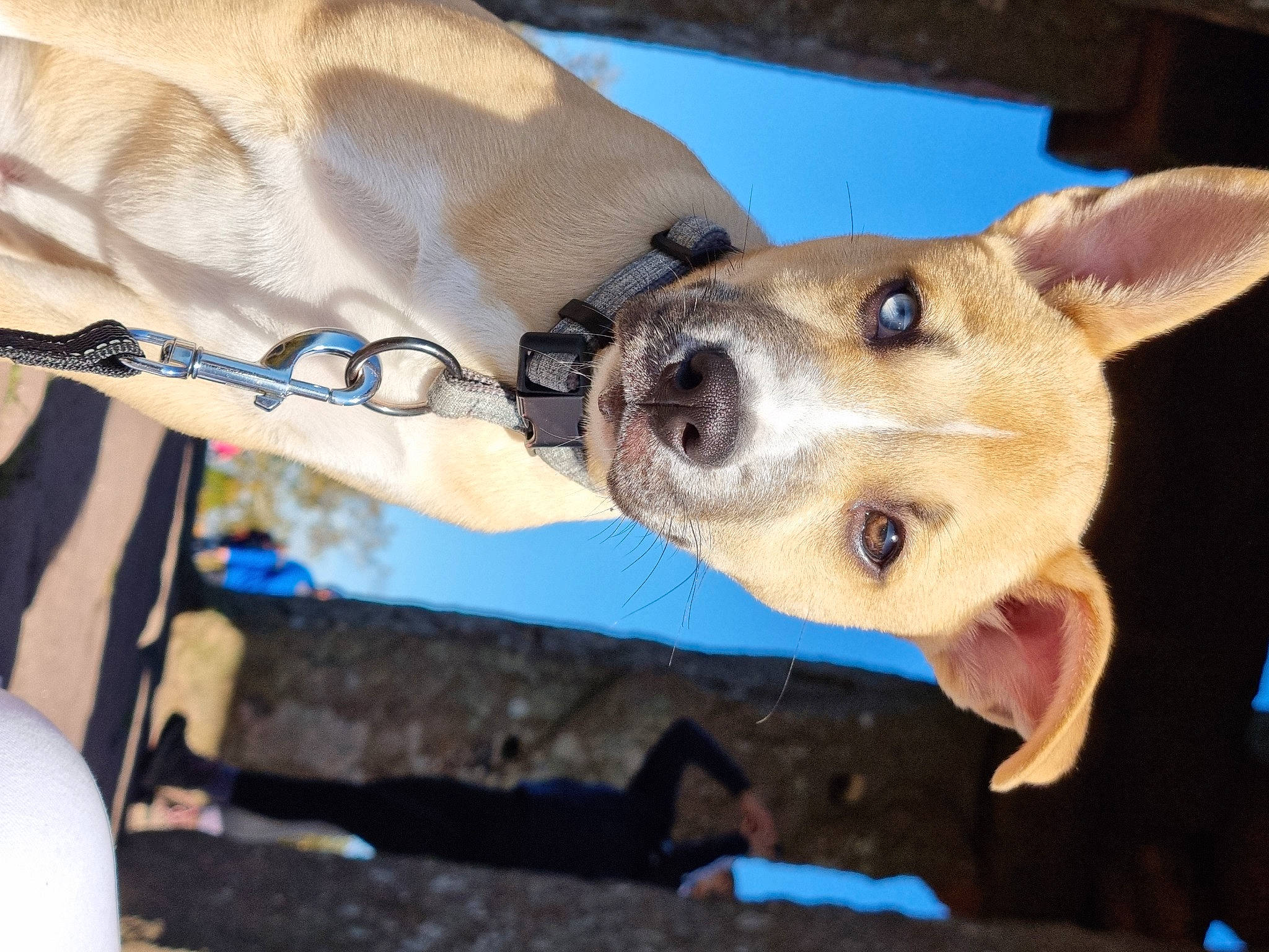 Noopy participe au concours pour gagner de l'argent avec cette photo : ancient_dog_breeds, canidae, carnivore, collar, companion_dog, dog, dog_breed, elbow, fawn, fur, non_sporting_group, paw, snout, sporting_group, welsh_corgi, whiskers, wrist