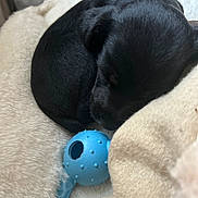Peppa is registered to the contest to win money with this photo: adorable, animal, black_dog, blue_toy, close_up, cozy, curled_up, cute, dog_bed, domestic_animal, fluffy, indoor, peaceful, pet, puppy, resting, sleeping, small, soft_texture, young_dog