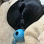 adorable, animal, black_dog, blue_toy, close_up, cozy, curled_up, cute, dog_bed, domestic_animal, fluffy, indoor, peaceful, pet, puppy, resting, sleeping, small, soft_texture, young_dog