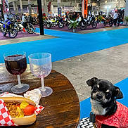 Django participe au concours pour gagner de l'argent avec cette photo : blue_floor, chihuahua, crowd, dog, event, exhibition, food, hot_dog, indoor, leash, leather_jacket, motorbike, motorcycle, people, pet, plastic_glass, seat, table, wine, wooden_table