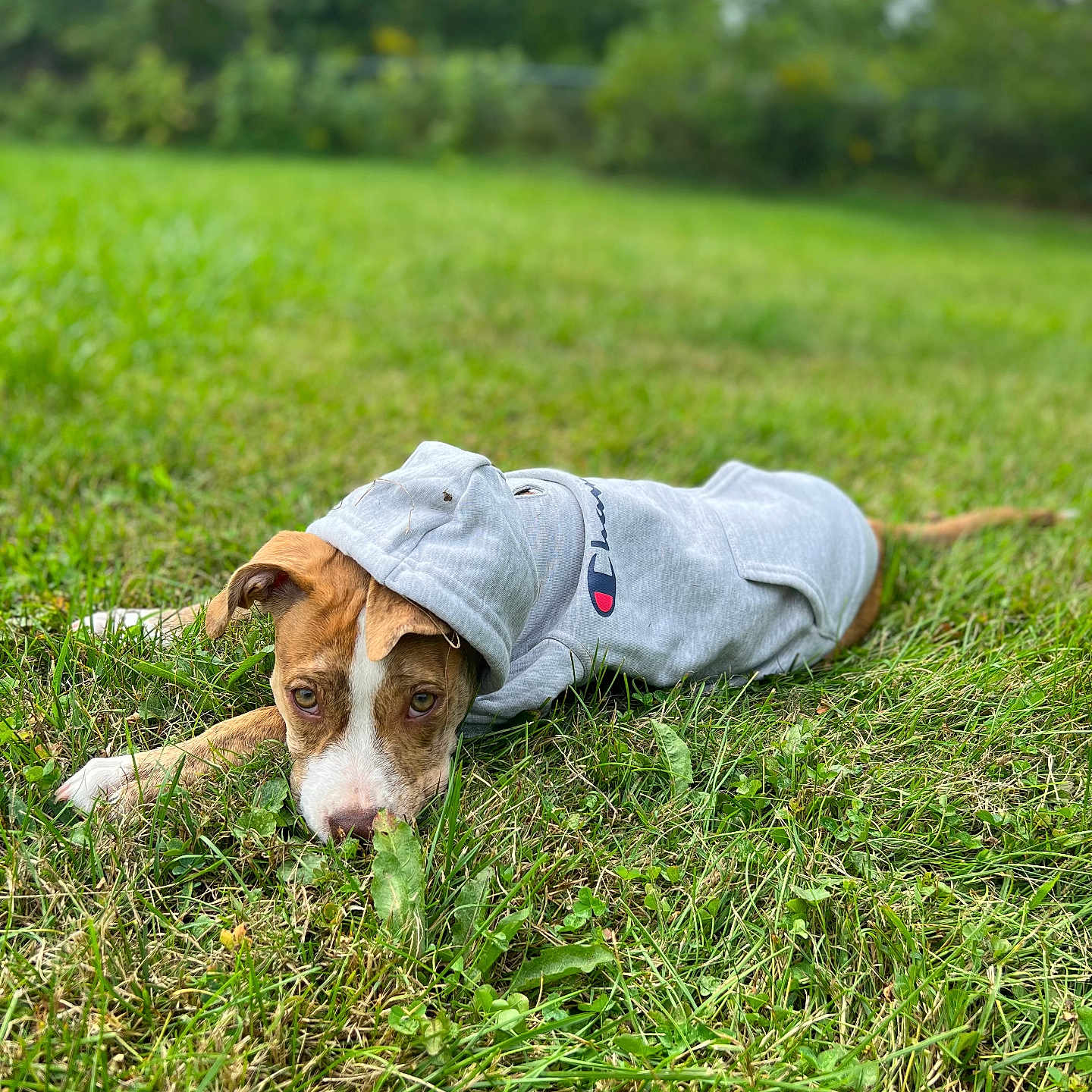 Aurora is registered to the contest to win money with this photo: animal, canine, clothing, dog, face, field, grass, grassland, head, hoodie, hound, knitwear, lawn, nature, outdoors, pet, plant, puppy, sweater, sweatshirt