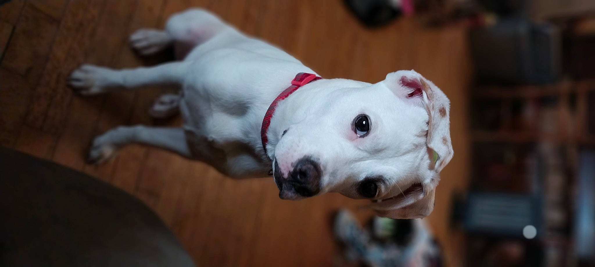 Ivy joined the competition — help win amazing prizes! canidae, carnivore, collar, companion_dog, cordoba_fighting_dog, dog, dog_breed, dog_collar, dogo_argentino, dogo_guatemalteco, ear, fawn, non_sporting_group, pet_supply, snout, sporting_group, whiskers, working_animal