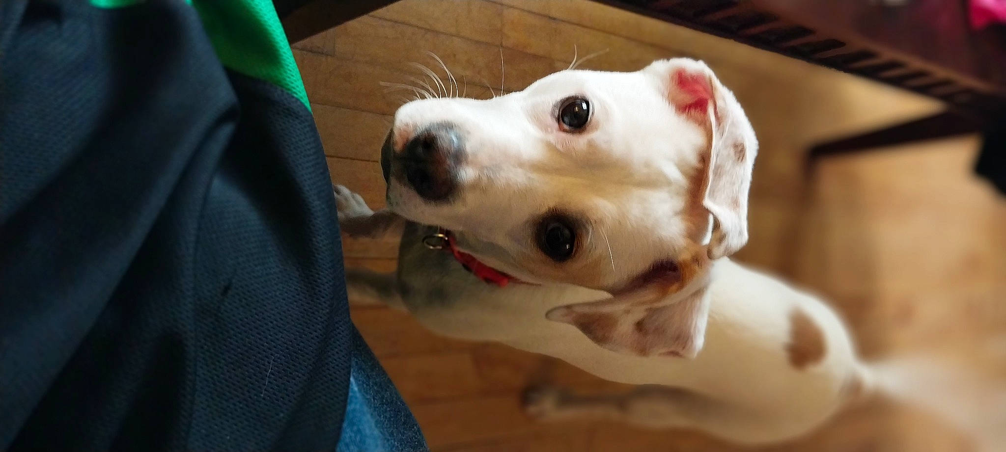 Ivy joined the competition — help win amazing prizes! canidae, carnivore, collar, companion_dog, dog, dog_breed, dog_collar, dog_supply, ear, fawn, fur, non_sporting_group, pet_supply, sporting_group, terrestrial_animal, whiskers, working_animal