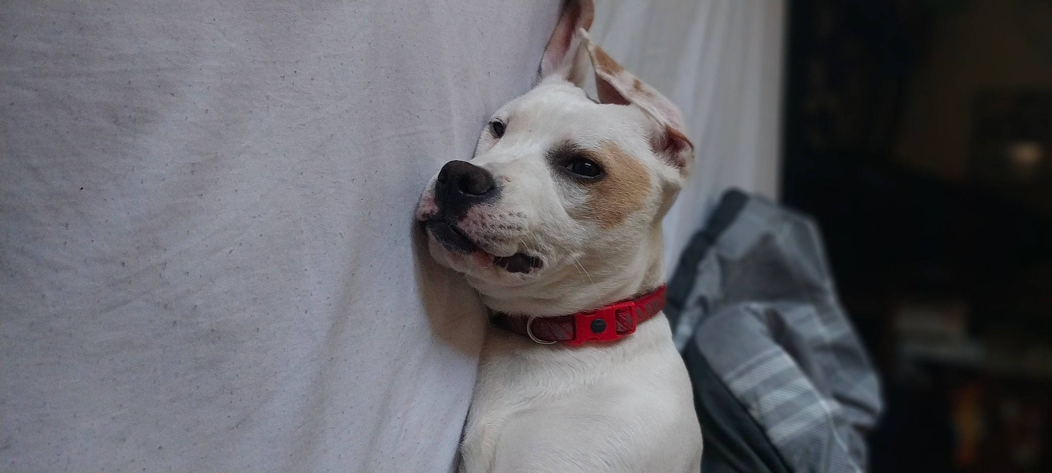 Ivy is registered to the contest to win money with this photo: canidae, carnivore, collar, companion_dog, dog, dog_breed, dog_collar, dog_supply, fawn, fur, leash, non_sporting_group, pet_supply, snout, sporting_group, whiskers, working_animal