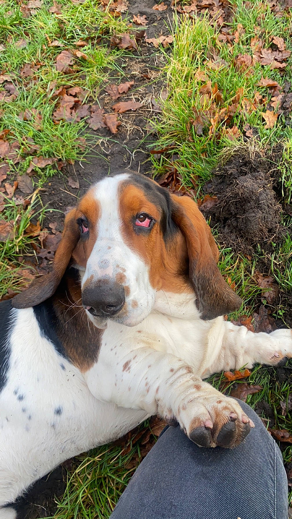 Walter participe au concours pour gagner de l'argent avec cette photo : canidae, carnivore, companion_dog, dog, dog_breed, fawn, grass, hound, hunting_dog, liver, plant, scent_hound, snout, sporting_group, terrestrial_animal, working_animal