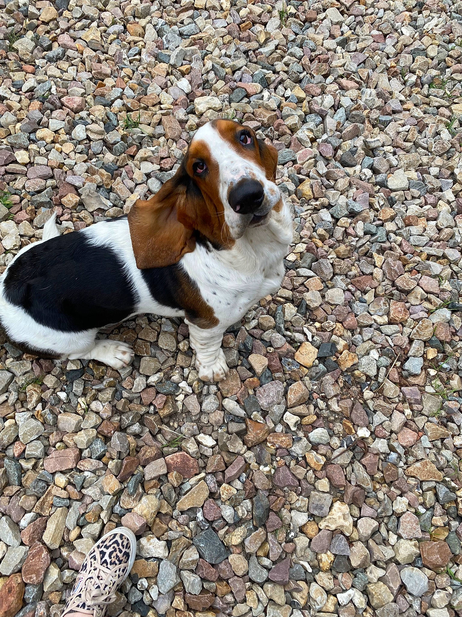 Walter a rejoint le concours — aidez-le/la à gagner de superbes lots ! asphalt, bedrock, canidae, carnivore, cobblestone, companion_dog, dog, dog_breed, dog_supply, fawn, hound, pebble, road_surface, rock, scent_hound, soil, sporting_group, tail, terrestrial_animal, wood