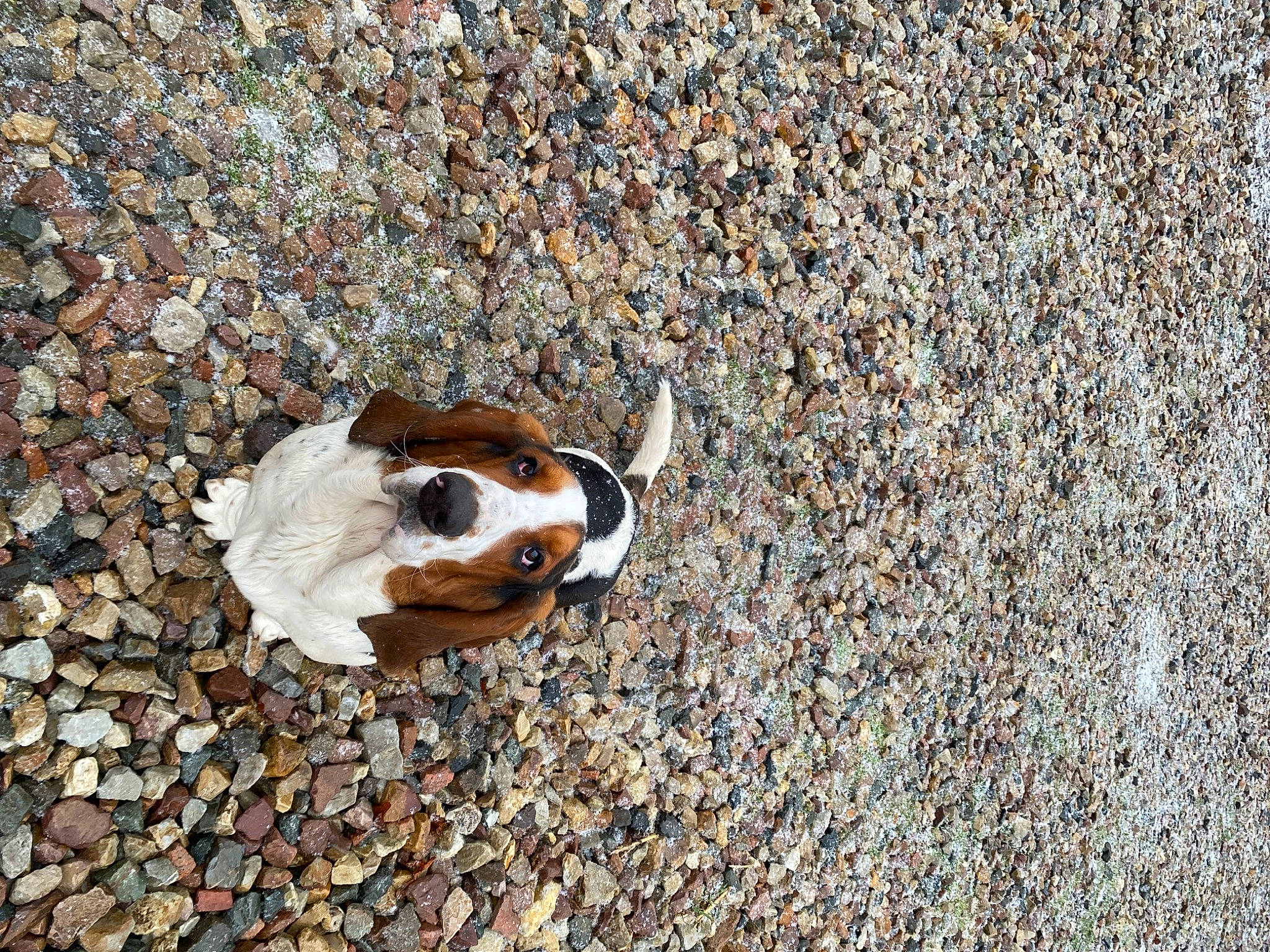 Walter a rejoint le concours — aidez-le/la à gagner de superbes lots ! asphalt, canidae, concrete, dog_breed, eye, eyewear, fawn, grass, landscape, road_surface, shadow, snout, soil, sporting_group, sunglasses, tar, terrestrial_animal, toy, wildlife, wood