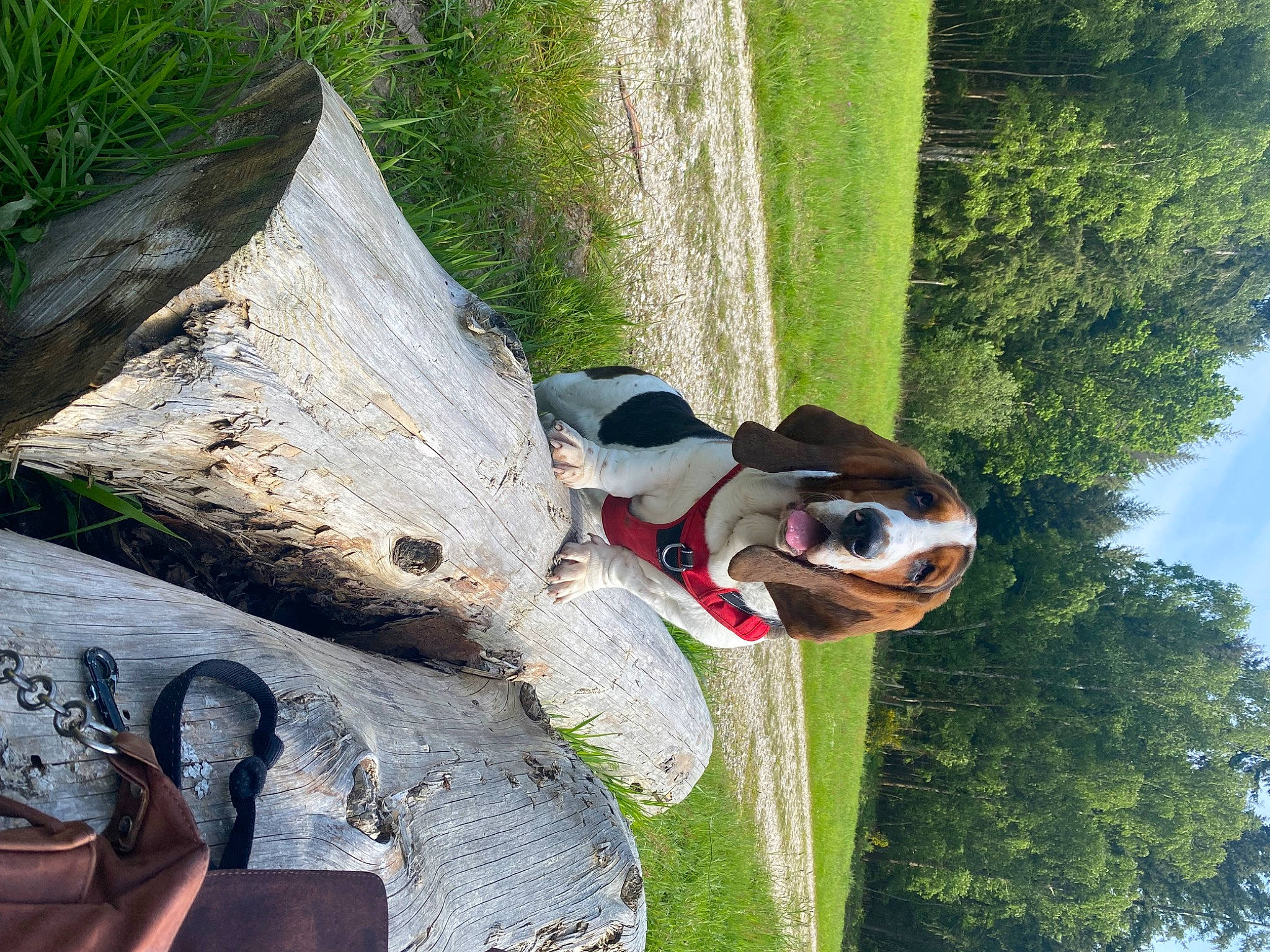 Walter a rejoint le concours — aidez-le/la à gagner de superbes lots ! adventure, carnivore, collar, companion_dog, dog, dog_breed, dog_collar, eyewear, fawn, grass, green, leisure, plant, recreation, sky, sporting_group, sunglasses, tree, wood, working_animal