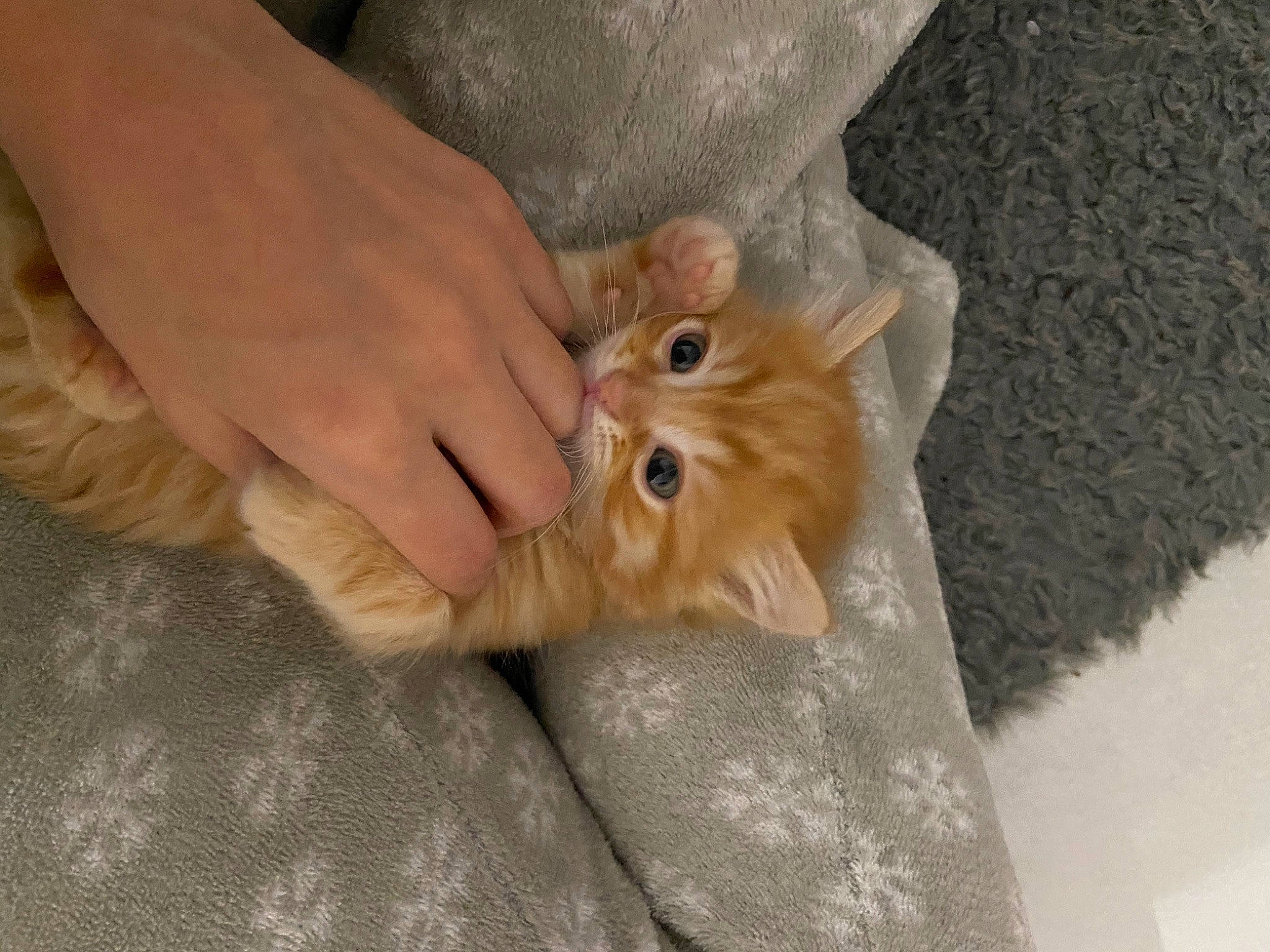 Sullyvan participe au concours pour gagner de l'argent avec cette photo : carnivore, cat, claw, comfort, domestic_short_haired_cat, felidae, flooring, foot, fur, gesture, hardwood, human_leg, nail, paw, small_to_medium_sized_cats, snout, tail, toe, whiskers, wood