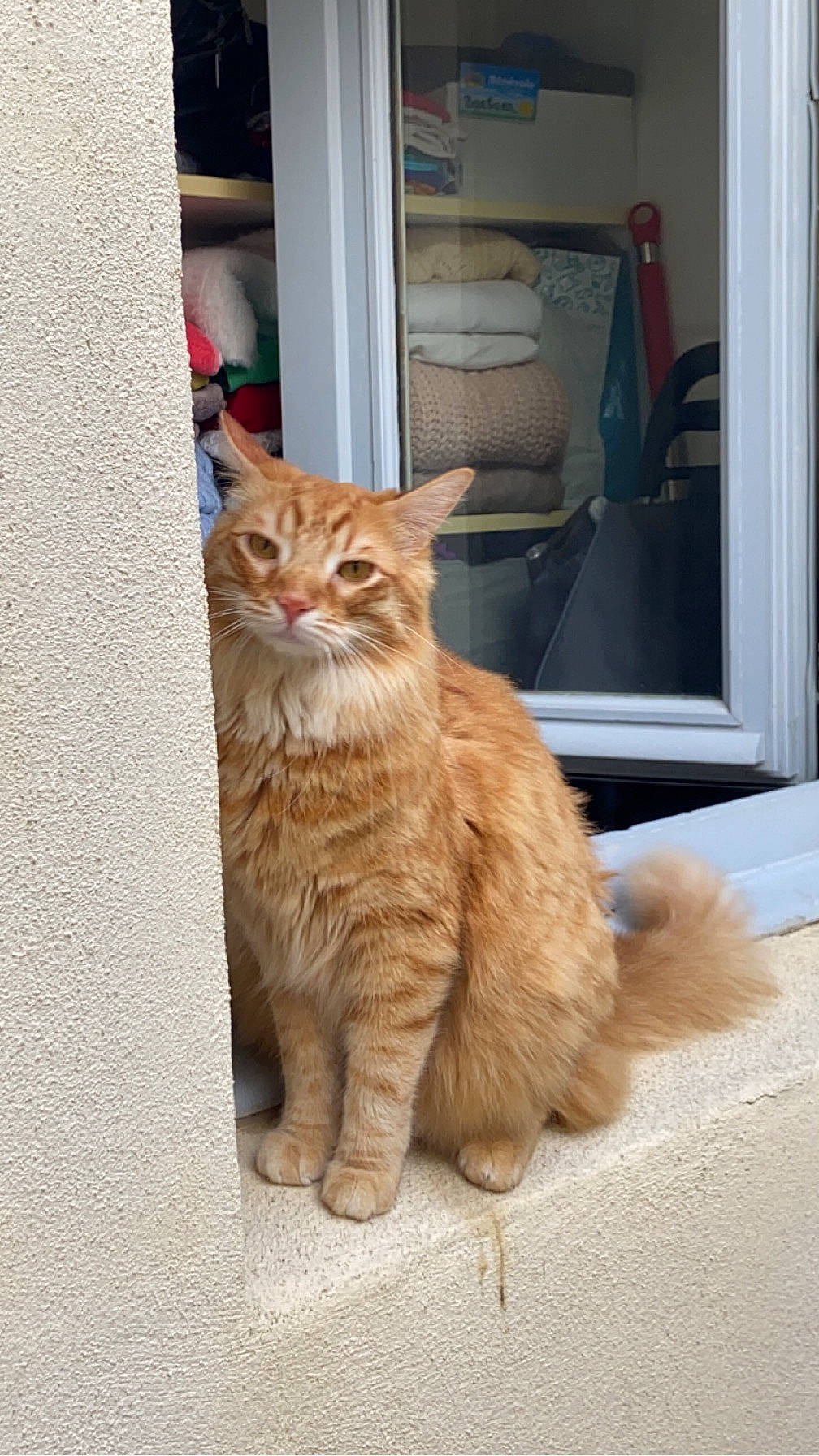 Sullyvan participe au concours pour gagner de l'argent avec cette photo : carnivore, cat, claw, domestic_short_haired_cat, door, fawn, felidae, flooring, fur, hardwood, paw, small_to_medium_sized_cats, snout, tail, whiskers, window, wood