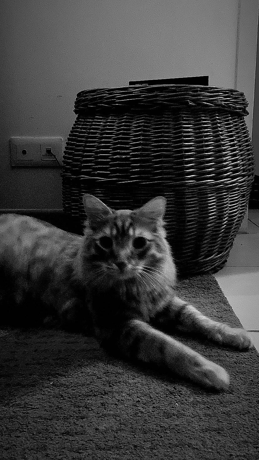 Sullyvan participe au concours pour gagner de l'argent avec cette photo : black, black_and_white, carnivore, cat, comfort, domestic_short_haired_cat, felidae, fur, grey, monochrome, monochrome_photography, paw, sitting, small_to_medium_sized_cats, style, tail, whiskers, wildlife, window, wood