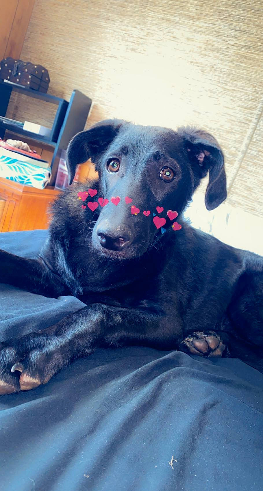 Macy is registered to the contest to win money with this photo: borador, canidae, carnivore, comfort, companion_dog, couch, dog, dog_breed, electric_blue, fur, guard_dog, sitting, snout, sporting_group, whiskers, working_animal