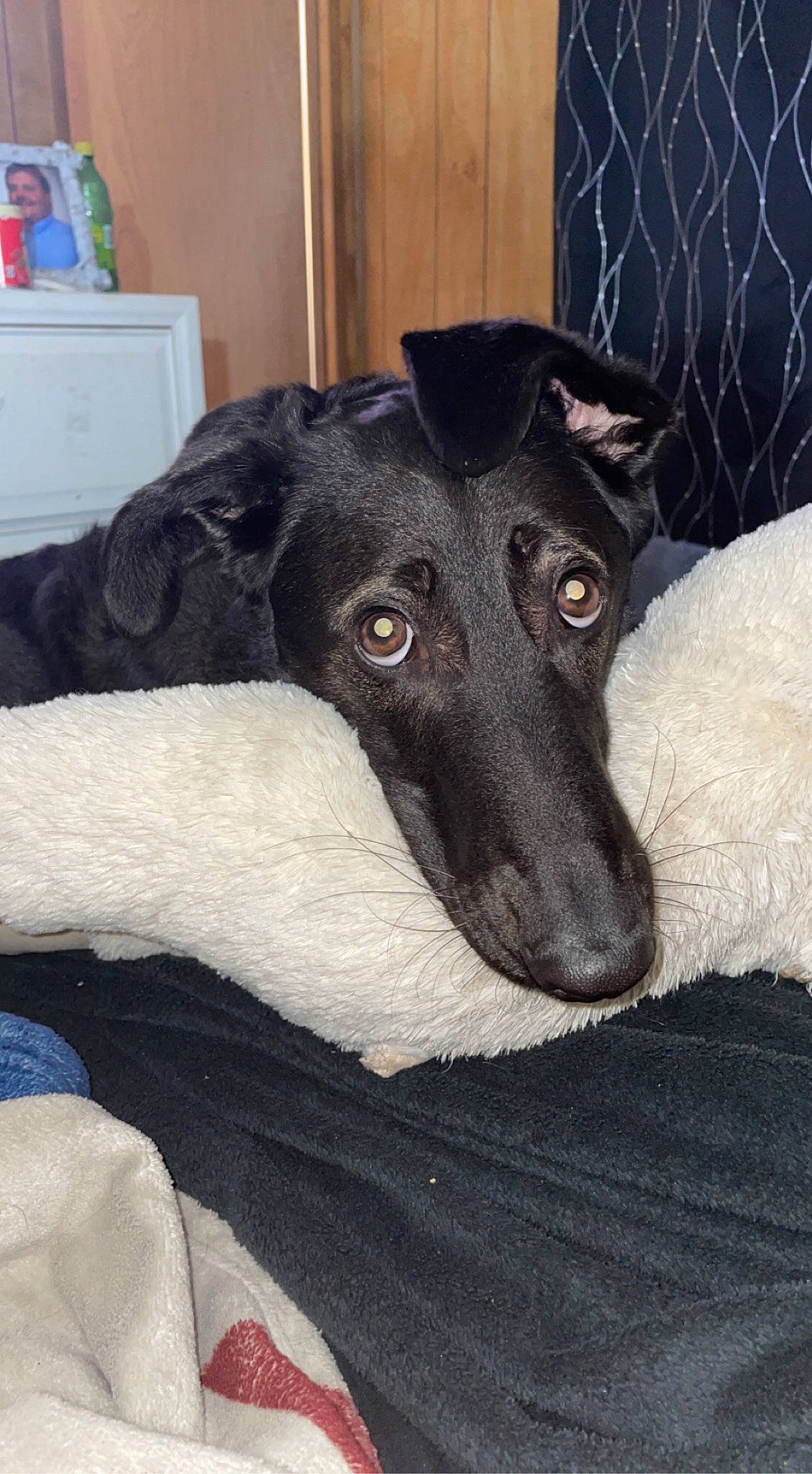 Macy joined the competition — help win amazing prizes! borzoi, canidae, carnivore, companion_dog, dog, dog_breed, fur, galgo_espanol, guard_dog, hortaya_borzaya, magyar_agar, non_sporting_group, rampur_greyhound, sighthound, snout, sporting_group, terrestrial_animal, whiskers, working_animal, working_dog