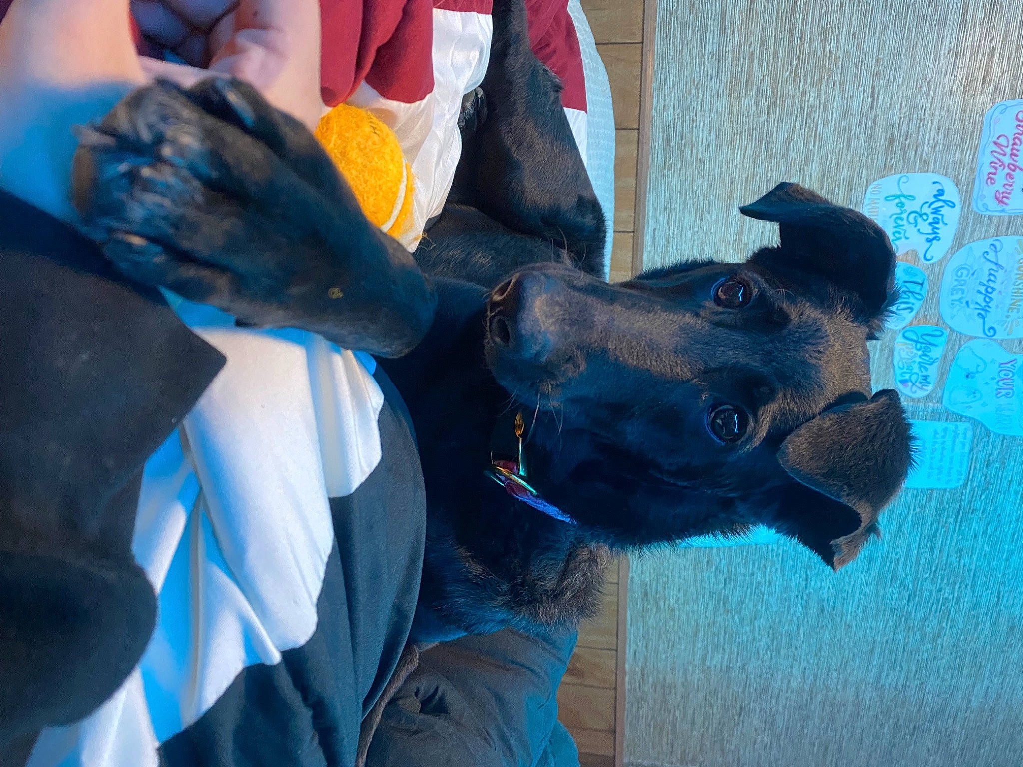 Macy joined the competition — help win amazing prizes! blue, canidae, carnivore, collar, companion_dog, dog, dog_breed, dog_collar, electric_blue, fawn, fun, fur, gesture, guard_dog, non_sporting_group, personal_protective_equipment, snout, sporting_group, working_animal, working_dog