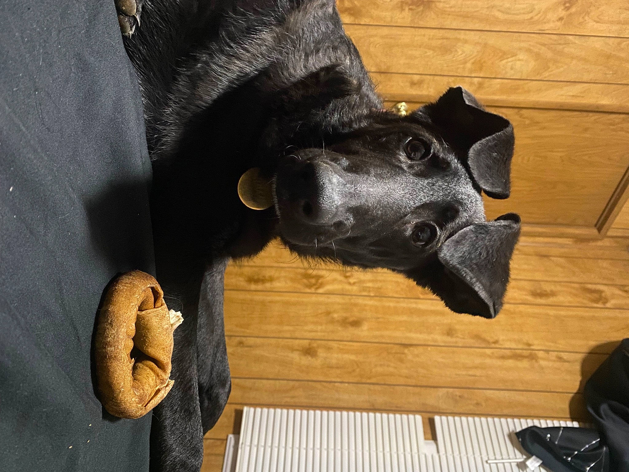 Macy is registered to the contest to win money with this photo: backpack, bag, canidae, carnivore, companion_dog, dog, dog_breed, fawn, fur, guard_dog, hardwood, luggage_and_bags, natural_material, non_sporting_group, snout, tail, terrestrial_animal, wood, wood_stain, working_animal