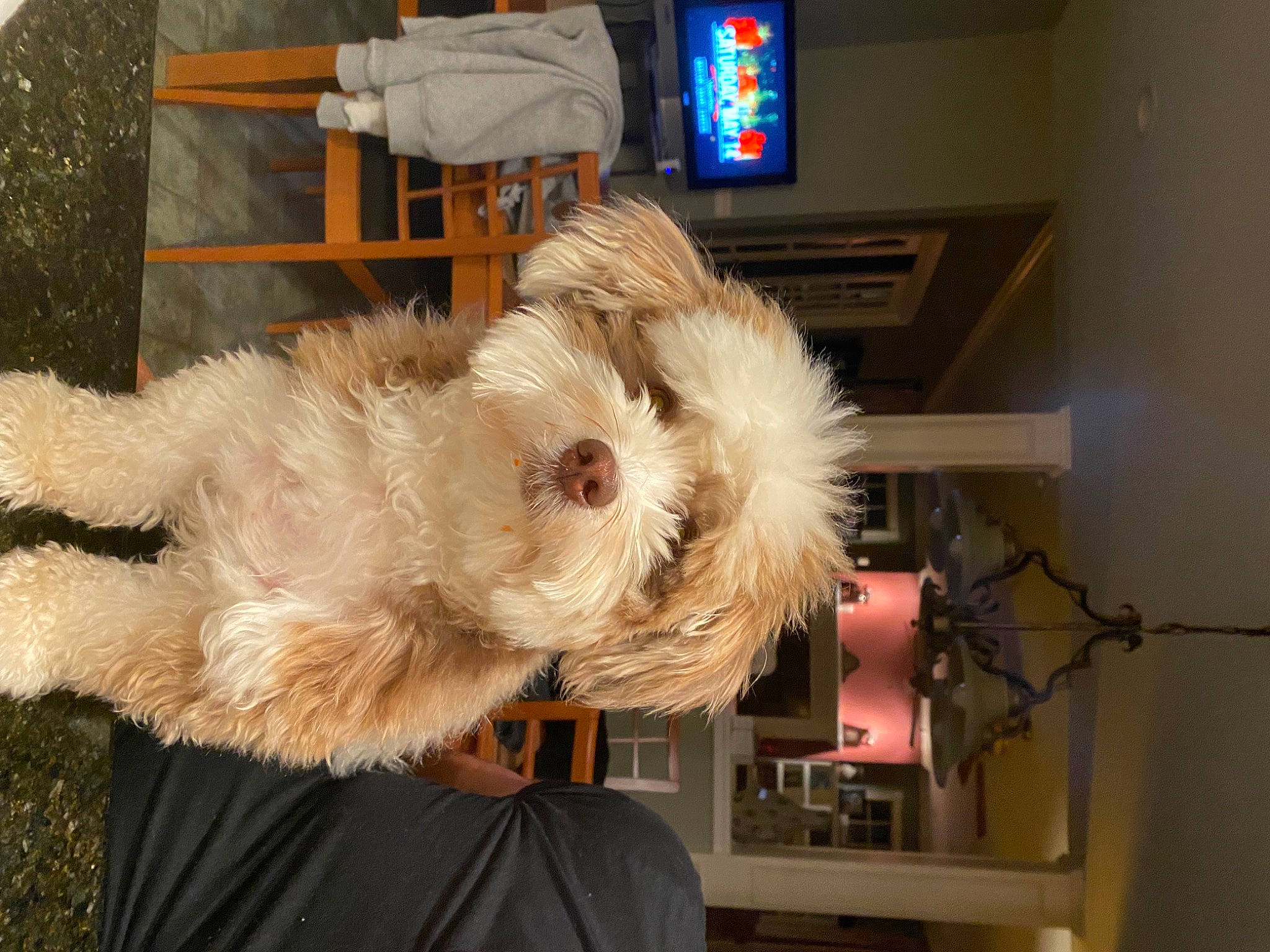 Koby joined the competition — help win amazing prizes! canidae, carnivore, collar, companion_dog, dog, dog_breed, event, fawn, flooring, fur, non_sporting_group, small_terrier, snout, sporting_group, tail, television, terrier, toy_dog, wood, working_animal