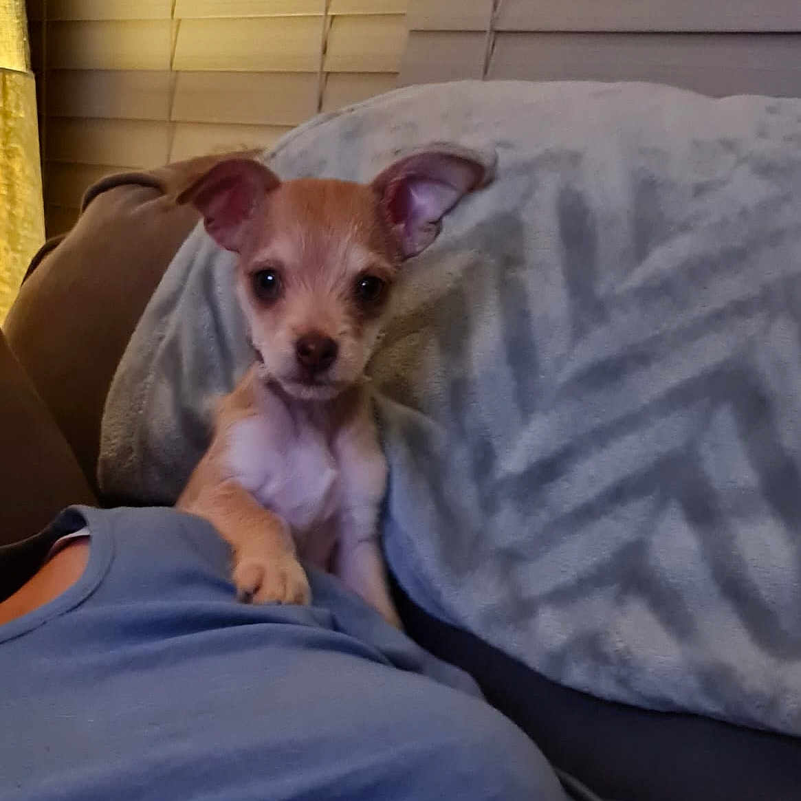 Teddy joined the competition — help win amazing prizes! animal, bed, bedroom, blanket, canine, cat, chihuahua, cushion, dog, furniture, homedecor, indoors, kitten, pet, puppy, quilt, room
