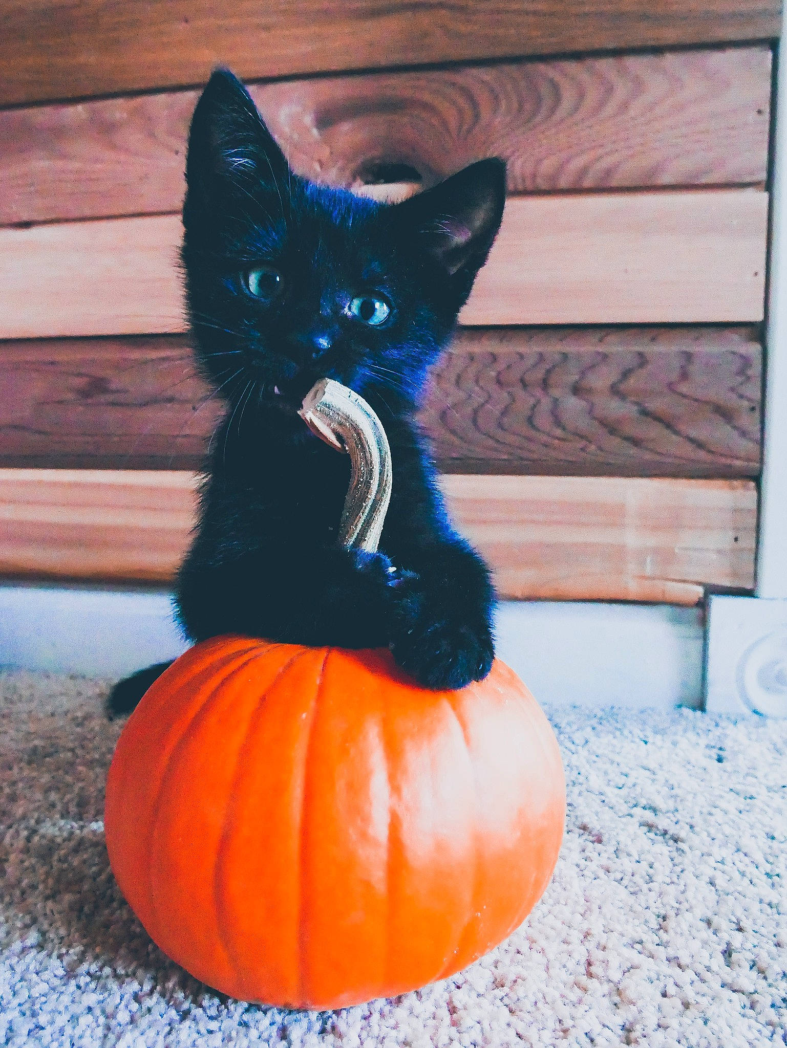 Jack is registered to the contest to win money with this photo: black_cat, carnivoran, cat, cat_like_mammal, cucurbita, halloween, kitten, pumpkin, small_to_medium_sized_cats, snout, whiskers