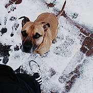 Thor is registered to the contest to win money with this photo: adventure, dog, dog_breed, dog_like_mammal, freezing, ice, snout, snow, winter