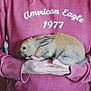 Thumper is registered to the contest to win money with this photo: domestic_rabbit, fauna, mammal, photo_caption, rabbit, rabits_and_hares, snout