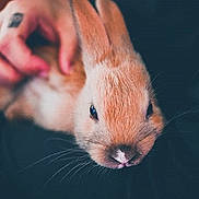 Thumper joined the competition — help win amazing prizes! domestic_rabbit, ear, fauna, gerbil, nose, rabbit, rabits_and_hares, skin, snout, whiskers