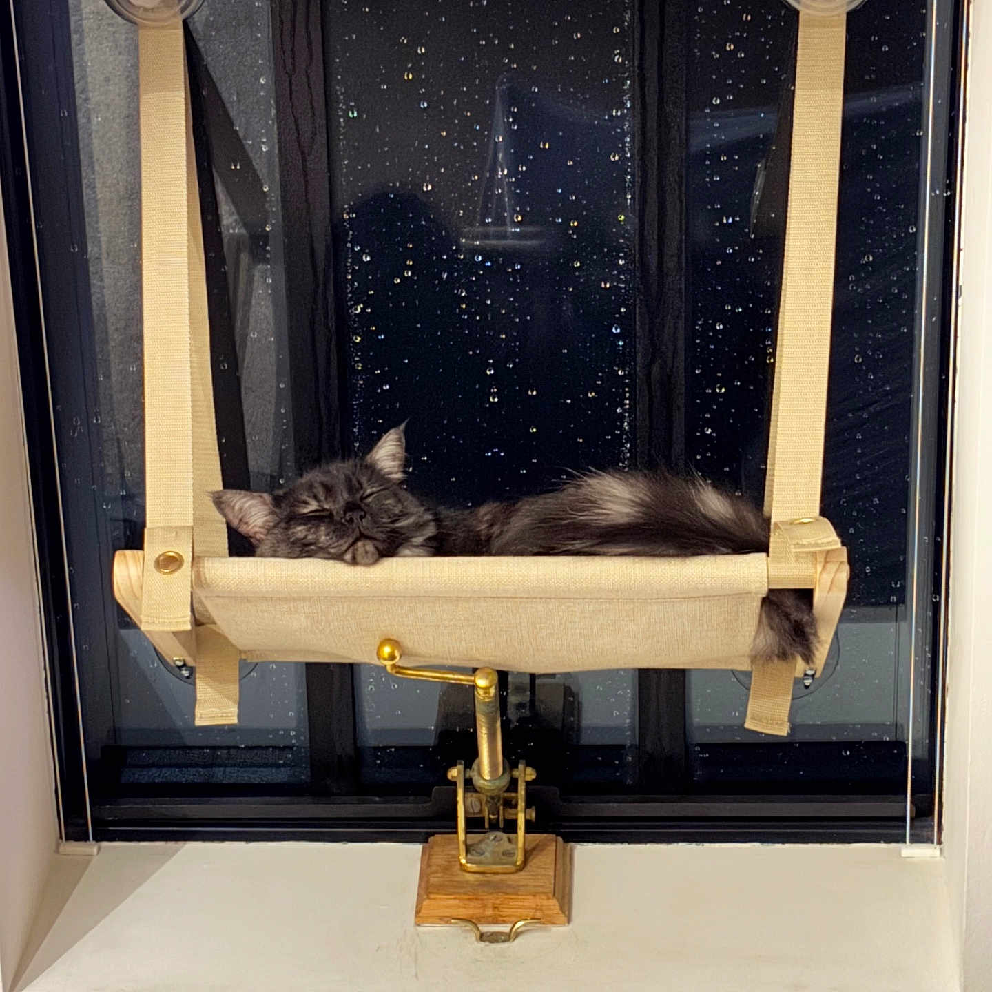 Mow is registered to the contest to win money with this photo: angora, animal, bag, baywindow, box, canine, cat, dog, egyptiancat, furniture, hardwood, indoors, kitten, manx, nutcracker, pet, totebag, window, windowsill, wood