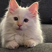 Yugiboy joined the competition — help win amazing prizes! cat, kitten, white_fur, fluffy, pets, animal, cute, indoor, sofa, closeup, face, ears, whiskers, paws, feline, young, domestic, relaxing, cozy, pet_portrait