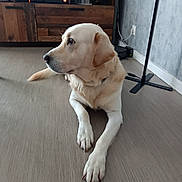 Owen participe au concours pour gagner de l'argent avec cette photo : calm, canine, dog, domestic_animal, ears, electronics, floor, furniture, home, indoor, labrador, living_room, lying_down, mammal, pet, resting, tail, tv_stand, watching, wooden_floor