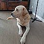 calm, canine, dog, domestic_animal, ears, electronics, floor, furniture, home, indoor, labrador, living_room, lying_down, mammal, pet, resting, tail, tv_stand, watching, wooden_floor