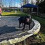 animal, black_dog, blue_sky, canopy, dog, fence, field, grass, jacket, nature, outdoor, person, recreation, shadow, smiling_dog, spring, sunlight, table, trampoline, trees