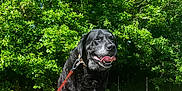 Newton a rejoint le concours — aidez-le/la à gagner de superbes lots ! animal, black_dog, canine, dog, grass, greenery, happy, leash, nature, outdoor, park, pet, picnic_table, playful, summer, sunlight, sunny_day, tongue_out, trees, wood
