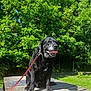 animal, black_dog, canine, dog, grass, greenery, happy, leash, nature, outdoor, park, pet, picnic_table, playful, summer, sunlight, sunny_day, tongue_out, trees, wood