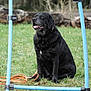 Newton a rejoint le concours — aidez-le/la à gagner de superbes lots ! agility_equipment, animal, black_labrador, blue_pole, canine, daylight, dog, field, fur, grass, leash, nature, obedience, outdoor, park, pet, red_pole, sitting, tongue_out, training