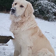 Marley a rejoint le concours — aidez-le/la à gagner de superbes lots ! dog, golden_retriever, snow, outdoor, pet, canine, winter, fur, animal, nature, grass, forest, sitting, cold, adorable, mammal, portrait, fluffy, cute, winter_climate