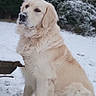 dog, golden_retriever, snow, outdoor, pet, canine, winter, fur, animal, nature, grass, forest, sitting, cold, adorable, mammal, portrait, fluffy, cute, winter_climate